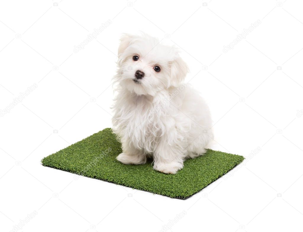 Cute Maltese Puppy Dog Sitting on Section of Artificial Turf Grass On White Background