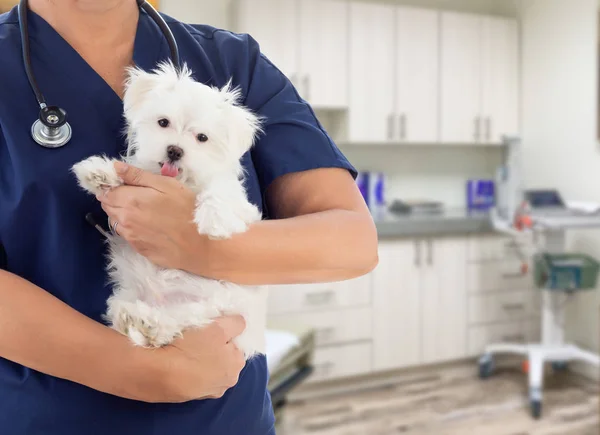 Médico o enfermera veterinaria con cachorro pequeño en la oficina —  Fotos de Stock