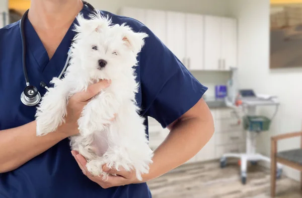 Médico o enfermera veterinaria con cachorro pequeño en la oficina — Foto de Stock