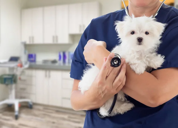 Médico o enfermera veterinaria con cachorro pequeño en la oficina —  Fotos de Stock