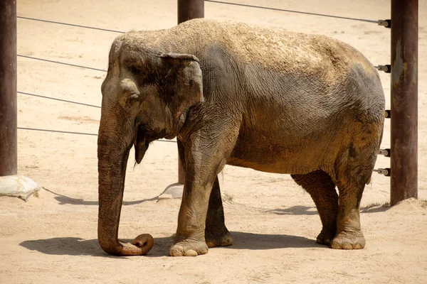 Slon v Smithsonian National Zoological Park ve Washingtonu D.C. — Stock fotografie