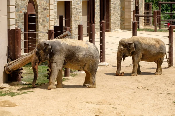 Ελέφαντες στο ζωολογικό πάρκο εθνικό Smithsonian στην Ουάσινγκτον D.C. — Φωτογραφία Αρχείου