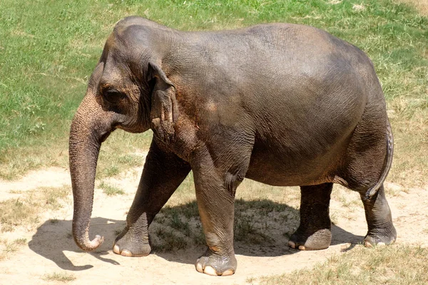 Adulto asiático elefante en un verde hierba campo — Foto de Stock