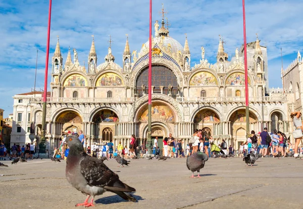 St Mark's Basilica in Venice with pigeons on the square on a summer day — Stock Photo, Image