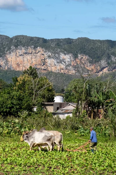 Fermier Arat Terenul Plantație Tutun Din Cuba — Fotografie, imagine de stoc