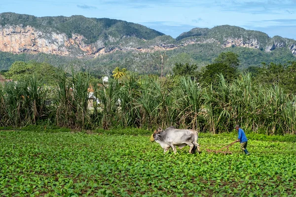 Fermier Arat Terenul Plantație Tutun Din Cuba — Fotografie, imagine de stoc