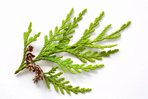 Small cedar branch with tiny pinecones — Stock Photo, Image