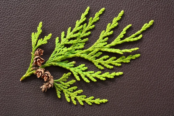 Küçük sedir dalı küçücük pinecones ile — Stok fotoğraf