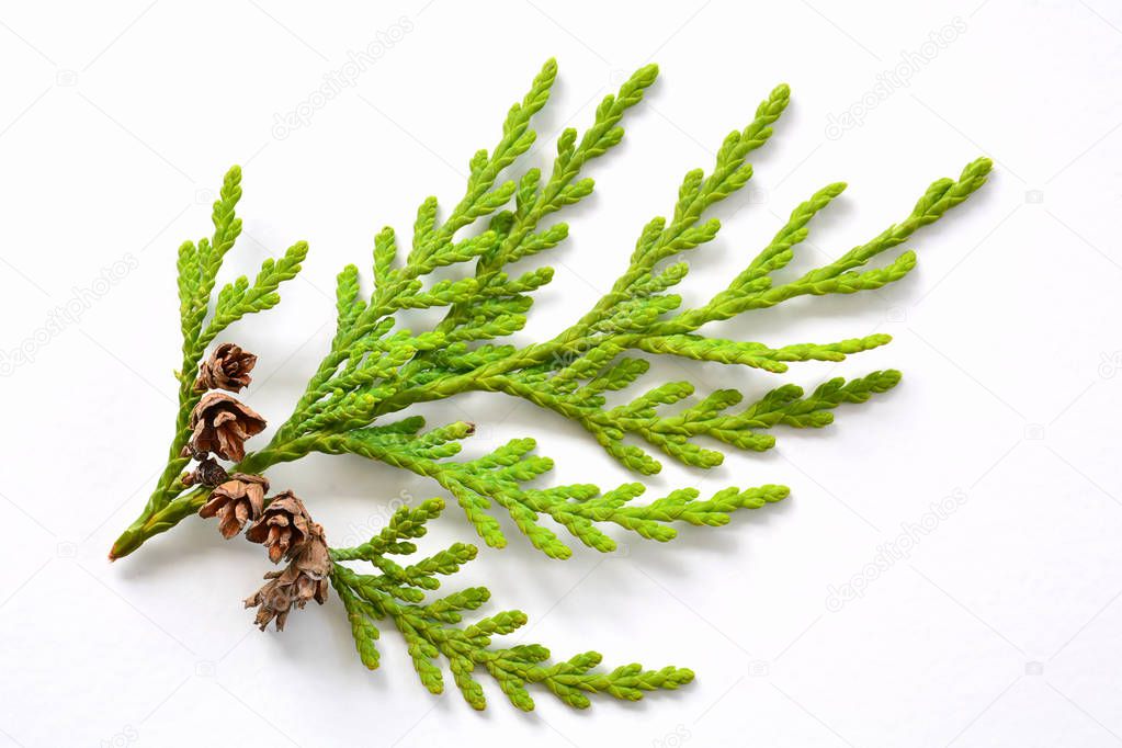 Small cedar branch with tiny pinecones