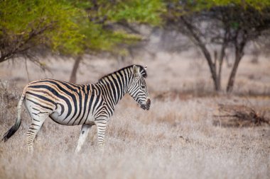 Zebra Hwange Ulusal Parkı 'nda, Zimbabwe