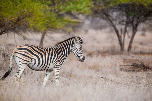 Zebra Hwange Nationalpark Zimbabwe — Stockfoto