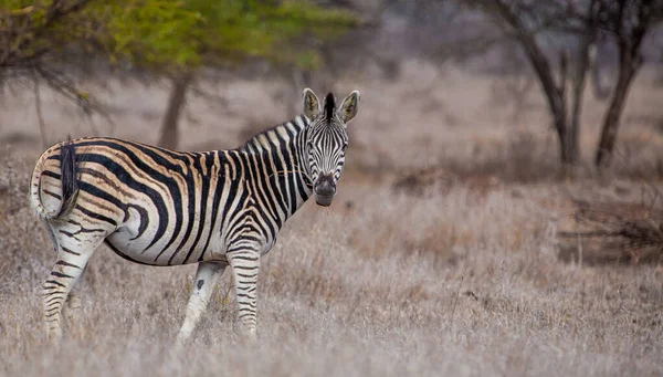 Seepra Hwangen Kansallispuistossa Zimbabwe — kuvapankkivalokuva