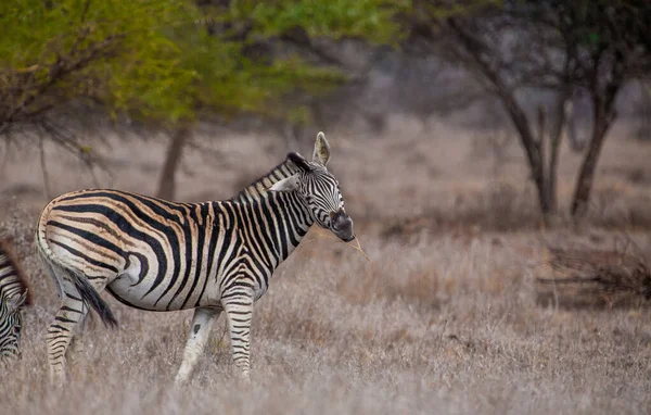 Zebra Hwange Nationalpark Zimbabwe — Stockfoto