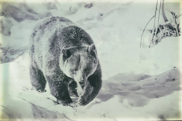 Brown Bear Ursus Arctos Lake Clark National Park Alaska Usa — стокове фото