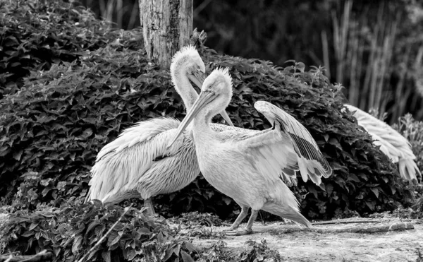 ケニアのアンボゼリ国立公園のホワイトペリカン — ストック写真