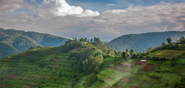 Uganda 'nın güneybatısında, Uganda, Kongo ve Ruanda sınırlarındaki Bwindi Engellenemez Orman Ulusal Parkı' nda manzara. Bwindi Ulusal Parkı dağ gorillerinin evidir..
