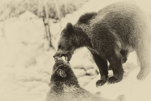 Ursos Castanhos Ursus Arctos Parque Nacional Lago Clark Alasca Eua — Fotografia de Stock