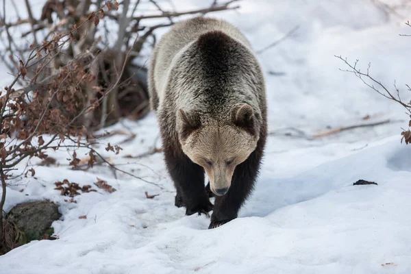 Brown Bear Ursus Arctos Lake Clark National Park Alaska Usa — Stock Photo, Image
