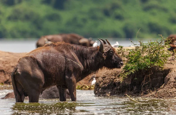 Buffalo Canale Kazinga Nel Parco Nazionale Della Regina Elisabetta Uganda — Foto Stock