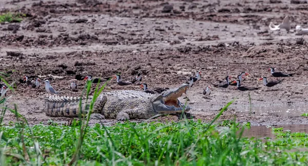 卡辛加海峡伊丽莎白女王国家公园内的尼罗河鳄鱼 乌干达 — 图库照片