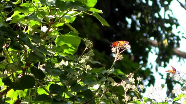 Mariposa Monarca Vista Desde Sendero Mariposas Monarca Santuario Natural Bridges — Vídeo de stock