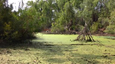 Santa Cruz, California, ABD 'deki Doğal Köprüler Eyalet Sahili Sığınağı' nda Bataklık