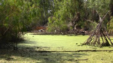 Santa Cruz, California, ABD 'deki Doğal Köprüler Eyalet Sahili Sığınağı' nda Bataklık