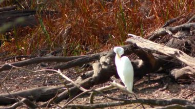 Santa Cruz, Kaliforniya 'daki Doğal Köprüler Eyalet Sahili Sığınağı' nda bataklıkta beyaz balıkçıl.