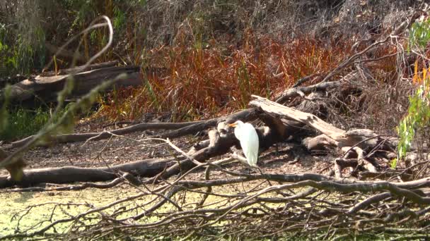 White Heron Nella Palude Natural Bridges State Beach Sanctuary Santa — Video Stock