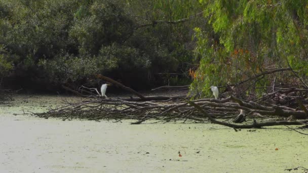 White Heron Nella Palude Natural Bridges State Beach Sanctuary Santa — Video Stock