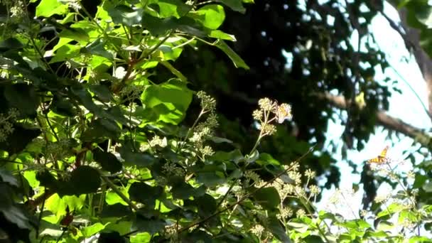 Monarca Farfalla Visto Dal Sentiero Farfalla Monarca Nei Ponti Naturali — Video Stock