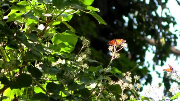 Borboleta Monarca Vista Trilha Borboleta Monarca Santuário Praia Natural Bridges — Vídeo de Stock