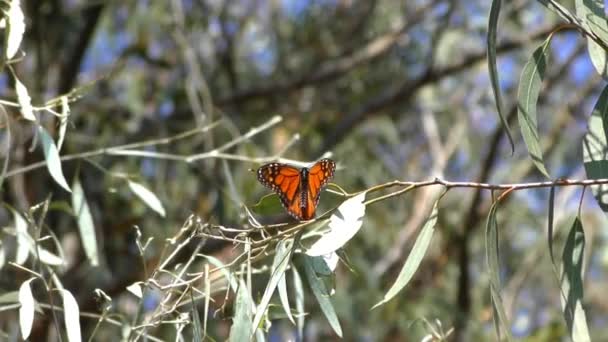 位于加利福尼亚州圣克鲁斯市自然桥州立海滩保护区的王蝶小径上看到的帝王蝶 — 图库视频影像