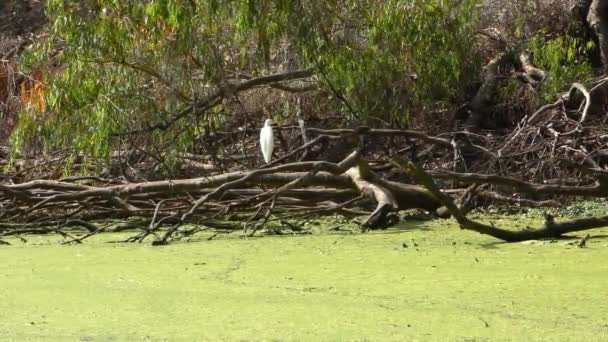 White Heron Nella Palude Natural Bridges State Beach Sanctuary Santa — Video Stock