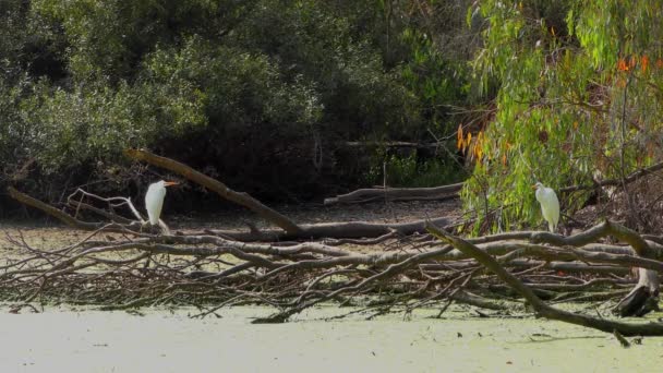 White Heron Swamp Natural Bridges State Beach Sanctuary Santa Cruz — Stock Video