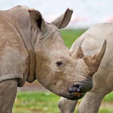 Kenya 'daki Nakuru Gölü Ulusal Parkı' nda gergedanlar.