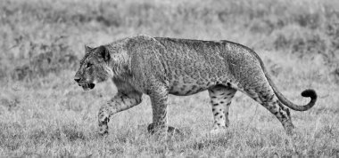 Kenya 'daki Nakuru Gölü Milli Parkı' nda dişi aslan.