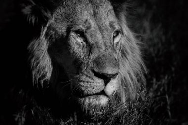 Botsvana 'daki Okavango-delta' da aslan.