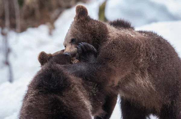 Ursos Castanhos Ursus Arctos Parque Nacional Lago Clark Alasca Eua — Fotografia de Stock