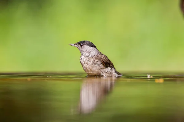 Kleine Vogel Bij Een Vijver — Stockfoto