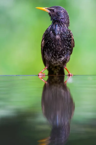 Starling Estanque —  Fotos de Stock