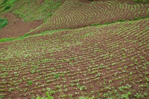 Paysage Dans Sud Ouest Ouganda Parc National Forestier Impénétrable Bwindi — Photo