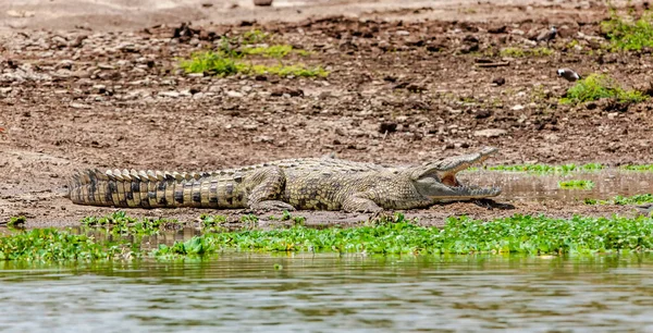 Nile Crocodile Queen Elizabeth National Park Kazinga Channel Uganda — Stock Photo, Image