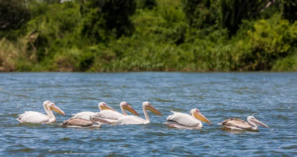 Valkoiset Pelikaanit Queen Elizabeth Kansallispuisto Kazinga Channel Uganda — kuvapankkivalokuva