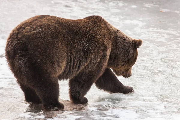 Urso Castanho Ursus Arctos Parque Nacional Lago Clark Alasca Eua — Fotografia de Stock