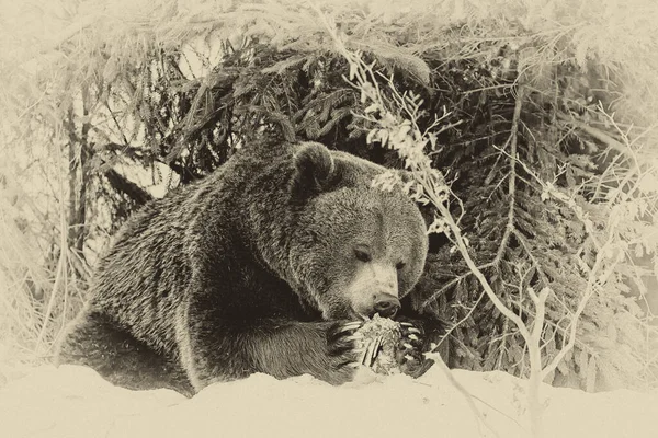 Бурый Медведь Ursus Arctos Национальном Парке Лейк Кларк Аляска Сша — стоковое фото