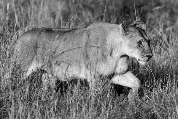 Lioness Maasai Mara National Park Kenya — Stock Photo, Image
