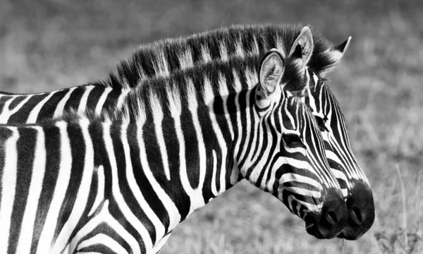 Zebras Parque Nacional Maasai Mara Quênia — Fotografia de Stock