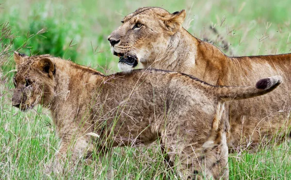 Leonesse Nel Parco Nazionale Del Lago Nakuru Kenya — Foto Stock