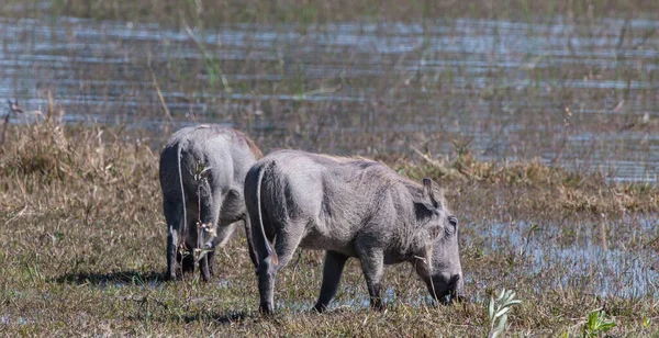 Warthogs Okavango Deltaet Botswana – stockfoto